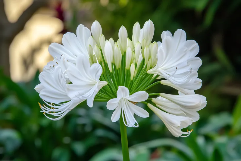 agapanto blanco, características y cuidados esenciales para su cultivo