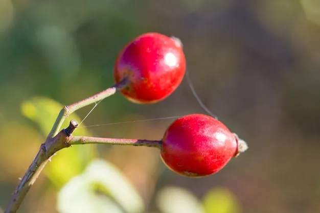 arbol cuyo fruto es pequeno dulce y rojo