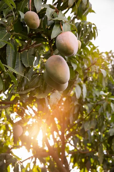 árbol de guayaba rosa, beneficios y cuidados esenciales