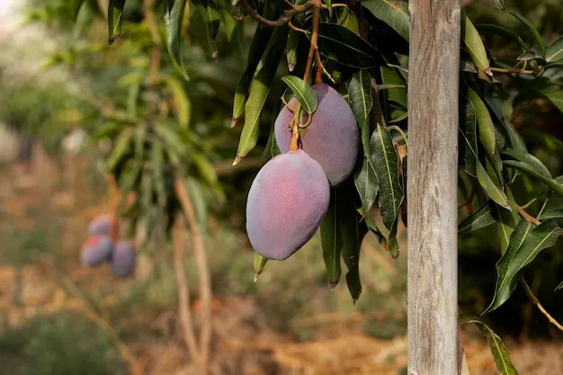 arbol de guayaba rosa