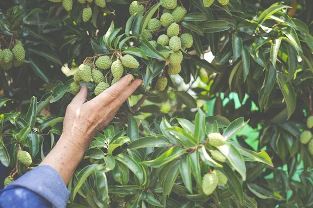 árbol de olivo, cuidados esenciales y características