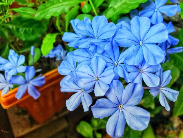 azul plumbago color