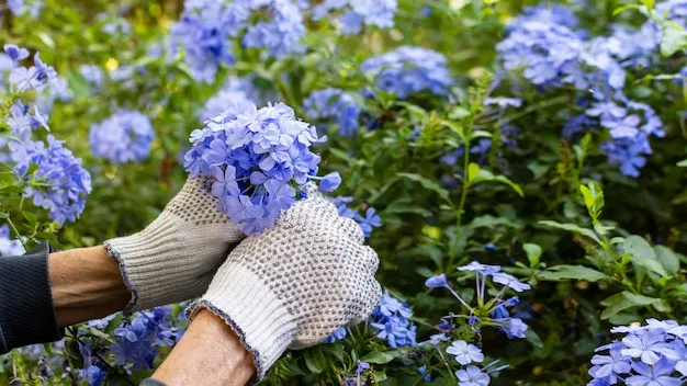 color azul plumbago