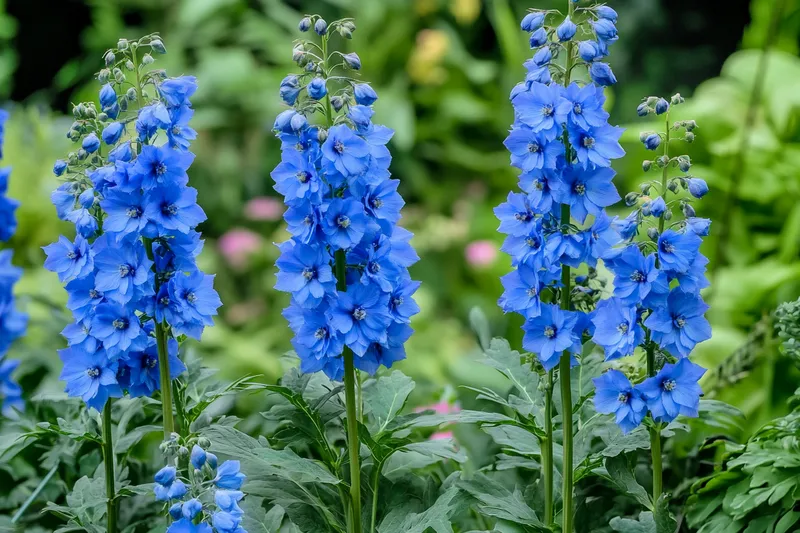 delphinium azul, descubre cómo cuidar esta espectacular planta