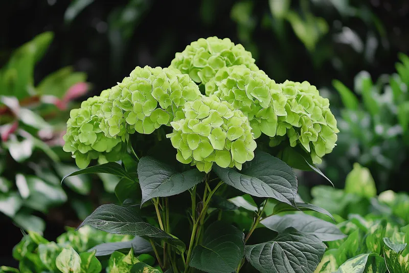 hortensia verde, cuidados esenciales para su óptimo crecimiento