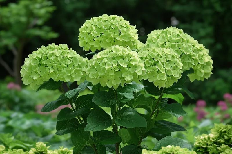 hortensia verde