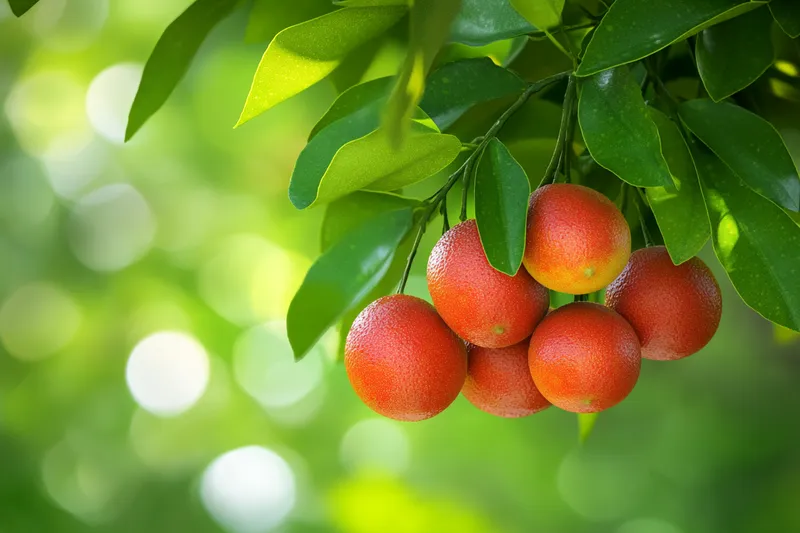 limon rojo, descubre sus características y beneficios únicos