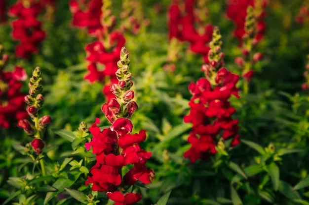 lobelia cardinalis