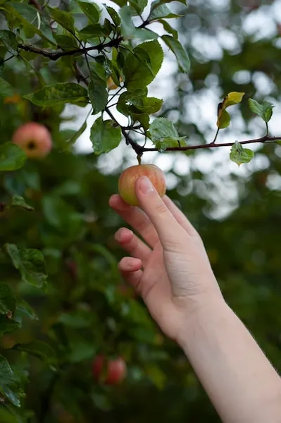 manzano arbol