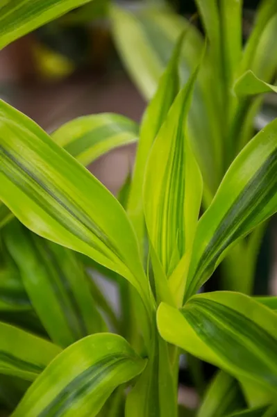 planta cola de gallo