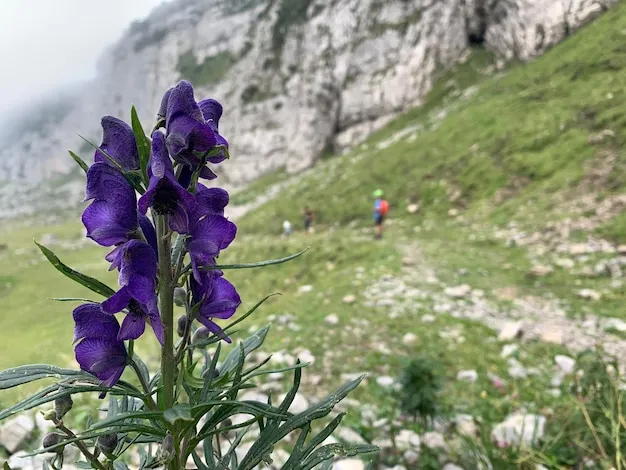 violeta de los alpes